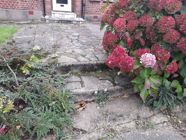 Een tuinpad van natuursteen langs roze hortensia's voor een bakstenen woning
