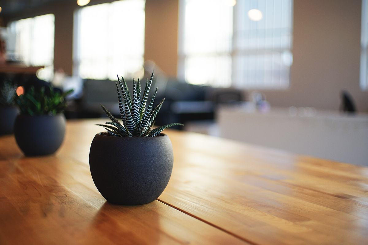 Vetplanten in donkere potten op een houten tafel in een kantoor