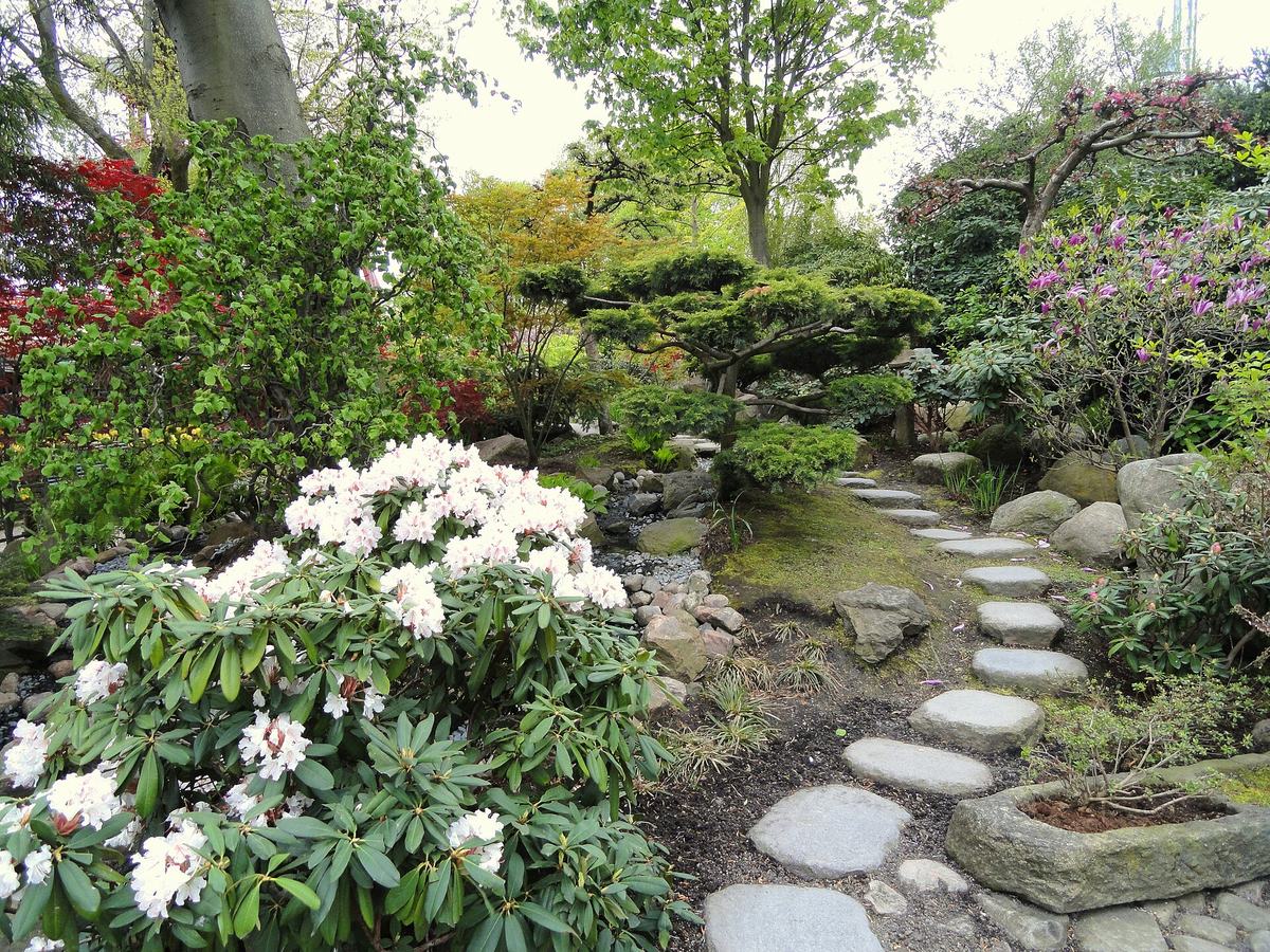 Stapstenen door een border met witte rododendrons en lage heesters